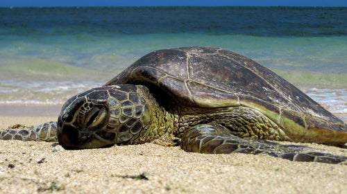 A Green Sea Turtle catches rays on the beach.