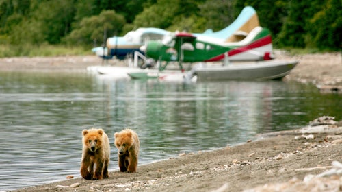 Think of these little guys next time you buy tickets for a jumbo jet.