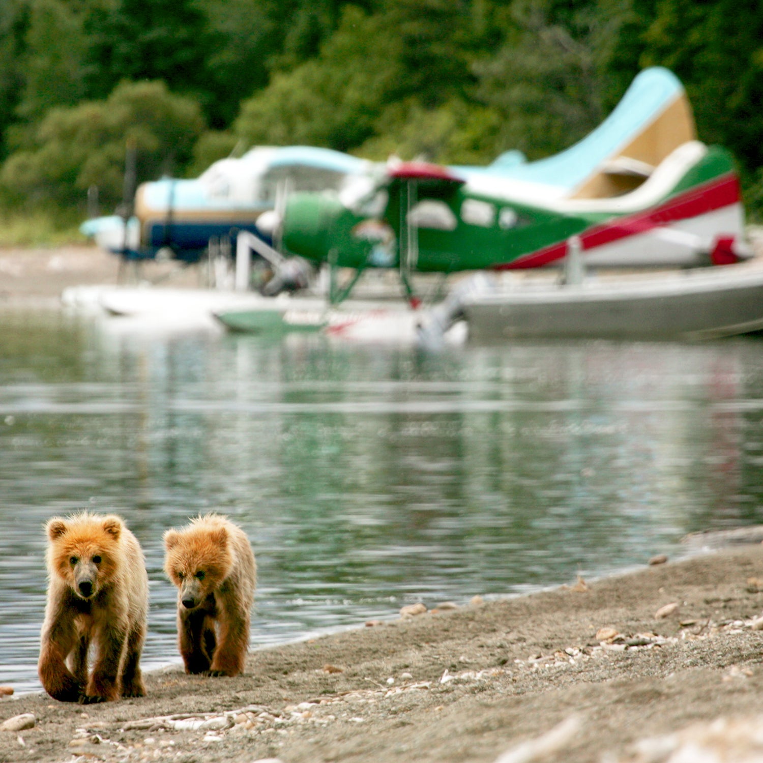 Grizzly cubs