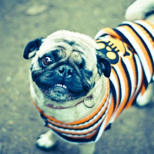 David Goehring outside outside magazine outside online pug dog costume halloween halloween costumes gear costume gear guy gear shed joe jackson diy costumes last minute costumes