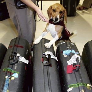 If you must rescue a dog while overseas instead of close to home, it's possible to get Fido home in less expensive ways.