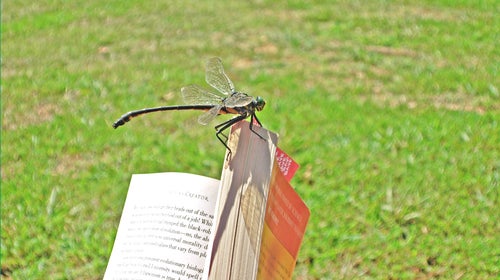 dragonfly book reading outside outside magazine outside online outdoors nature