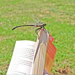 dragonfly book reading outside outside magazine outside online outdoors nature