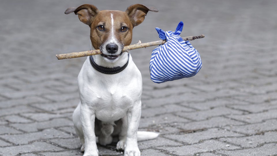 How Do I Travel Internationally with My Dog?