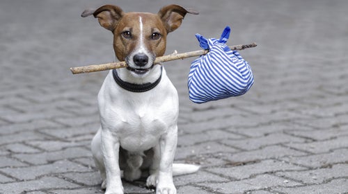 OutsideOnline Travel Agent international travel airport dog stick customs