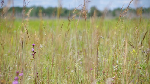 ticks hiking tall grasses outside outside magazine outside online