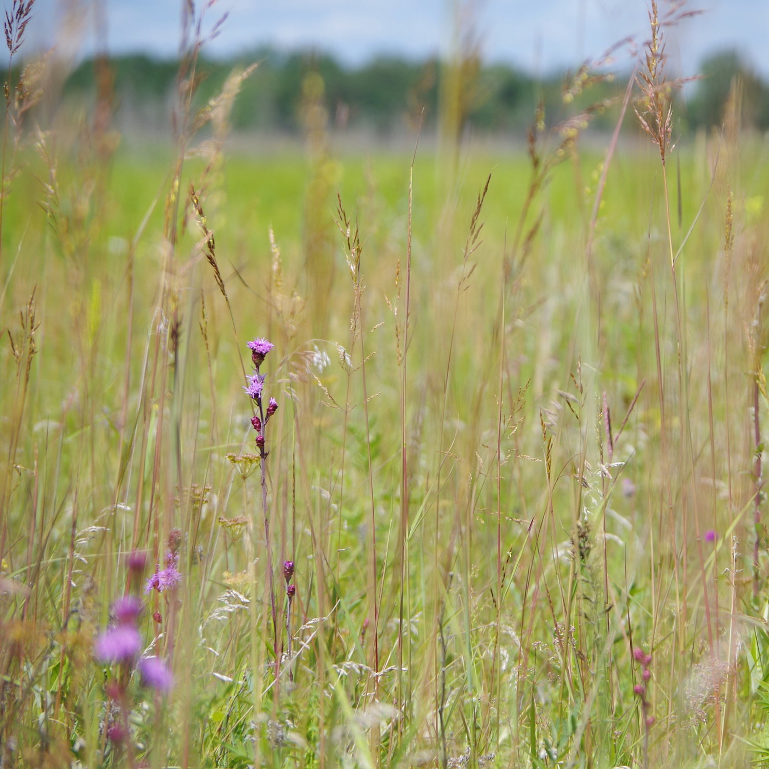 ticks hiking tall grasses outside outside magazine outside online