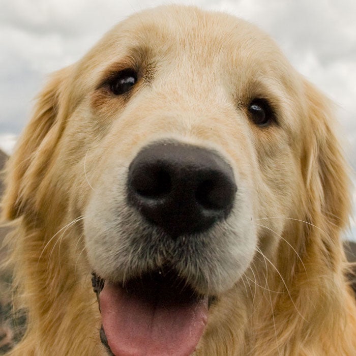 black cloud consoling cute dog eye fun golden retriever hair mountain nature nose outside sky stock tonge white