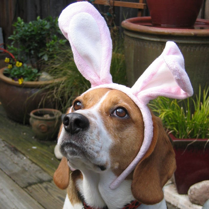 If you are looking for a smart, smaller dog that can hang with even the most active families, the beagle is the perfect breed. Beagles are small enough to be picked up, and sturdy enough to withstand being handled by rambunctious kids. Plus, they definitely won't run out of energy—although they do require bathing and grooming.
Beagles are also known for being vocal. They have three different barks to break the silence: a regular bark, a yodel-like bay, and of course, their infamous howling. No apartments for this pooch, please!