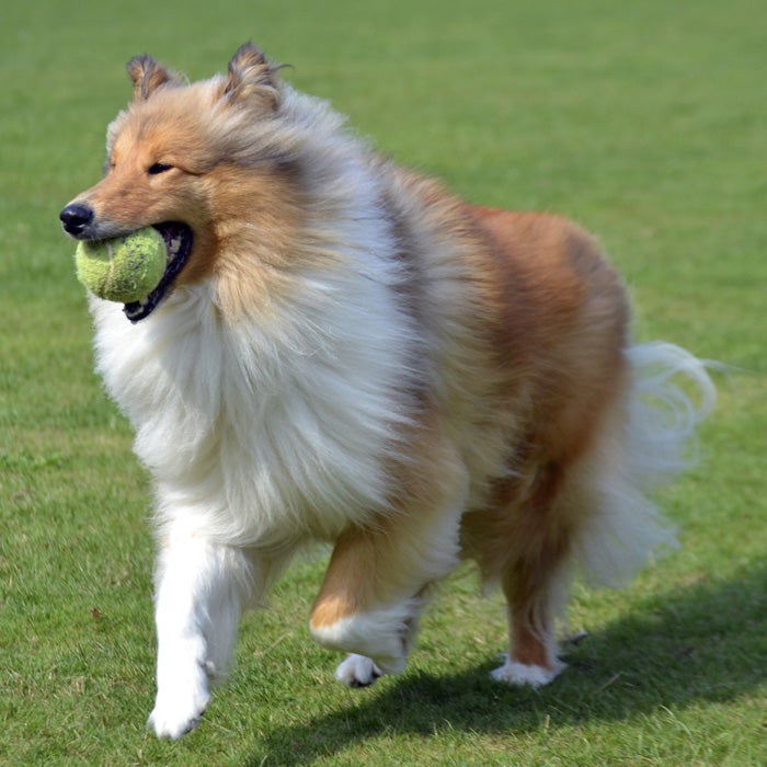 Thank Lassie for making this breed a popular choice. Loyal and friendly, the collie is a larger breed with medium energy. They are gentle and predictable, but need regular brushing, especially if they are running through the woods with sticks and brambles that can easily get caught in their fur.