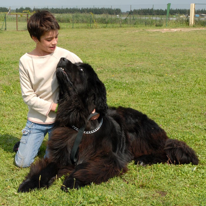Remember the pooch that took care of the kids in Peter Pan? Yup, Nana was a Newfoundland, said to be the best dogs for kid and often referred to as "Nature's Nanny." These large dogs (110 to 160 pounds) are surprisingly good to have even if you live in a smaller house or apartment because the breed is very low energy. They are easy to train and very loyal, protective, and gentle, but drool plenty and have to be groomed regularly.