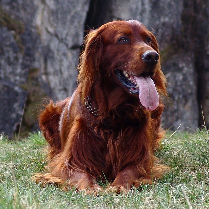 If you've got crazy, energetic kids or a hunter in the family, the Irish Setter will please both. As a top bird dog, the Irish Setter has tons of energy and needs space to run around and let its bark out. It is very playful and easily trainable. The perfect companion dog, this breed usually lives to be 11 to 16 years old.