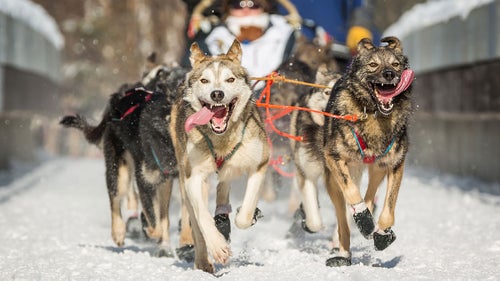 Outside Magazine OutsideOnline Iditarod Dogs