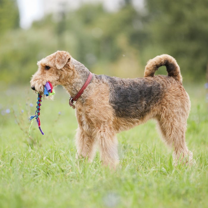 Airedale Terrier hot weather dogs