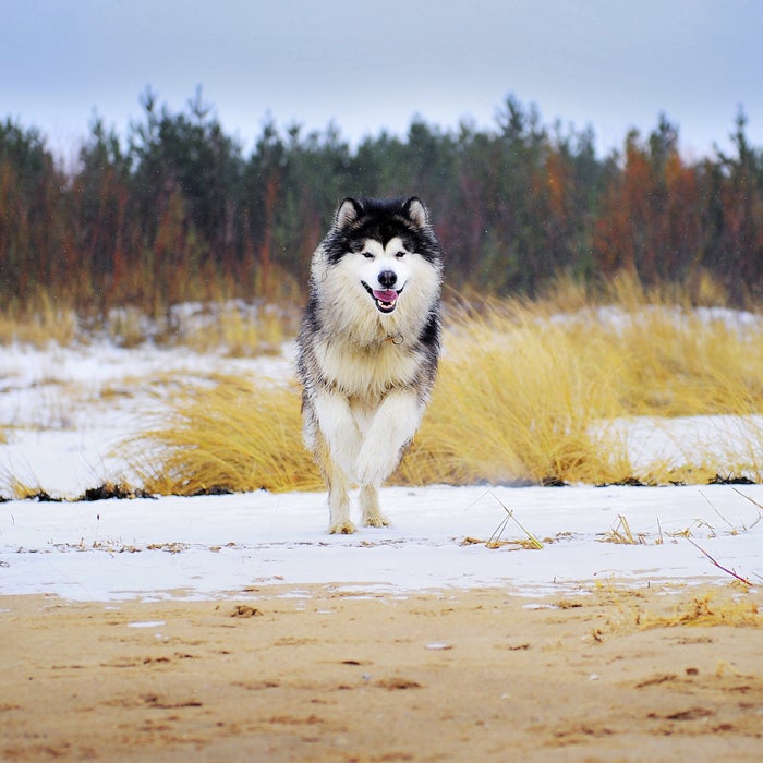 Alaskan malamute