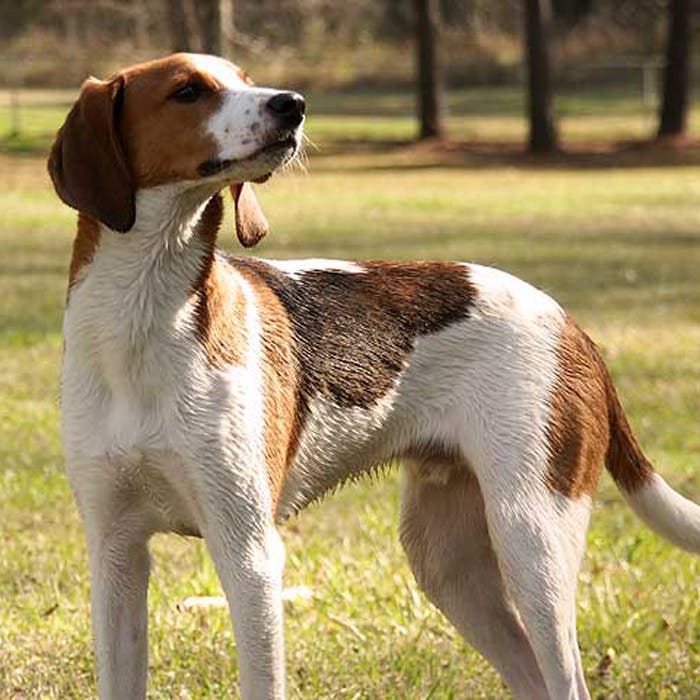 American Foxhound
