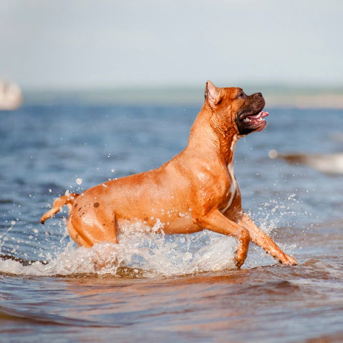 The American Staffordshire Terrier