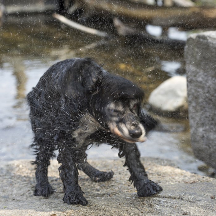 american water spaniel hot weather dogs