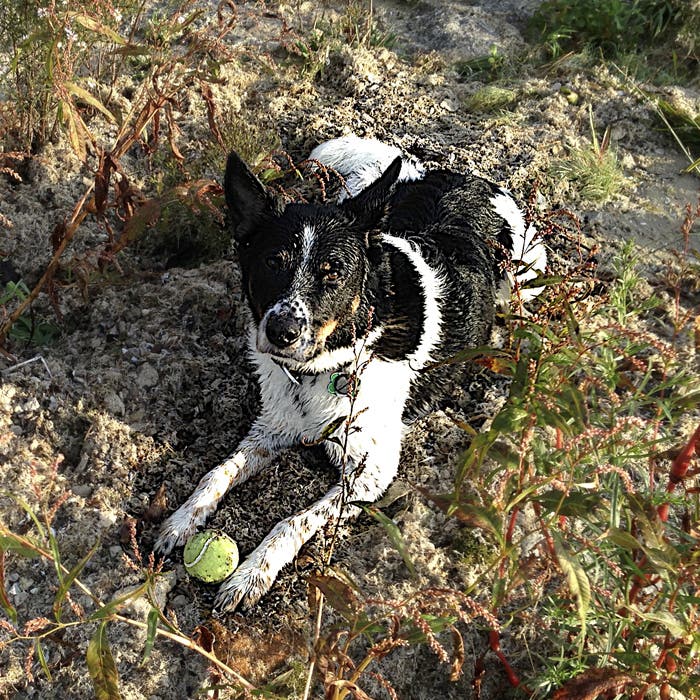 australian cattle dog hot weather dogs