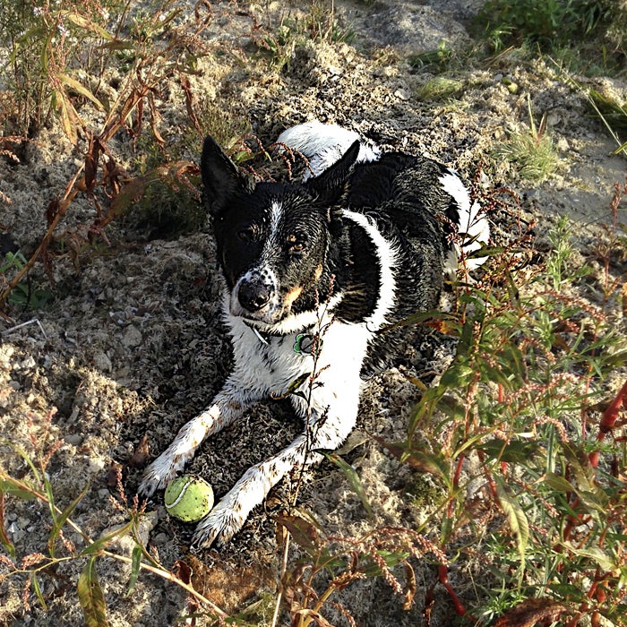 Chill Out: How to Keep Your Pup Cool in the Summer Heat – Tails and Treats