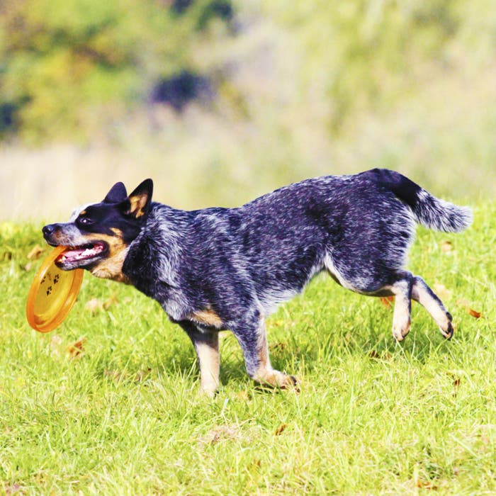 Australian cattle dog