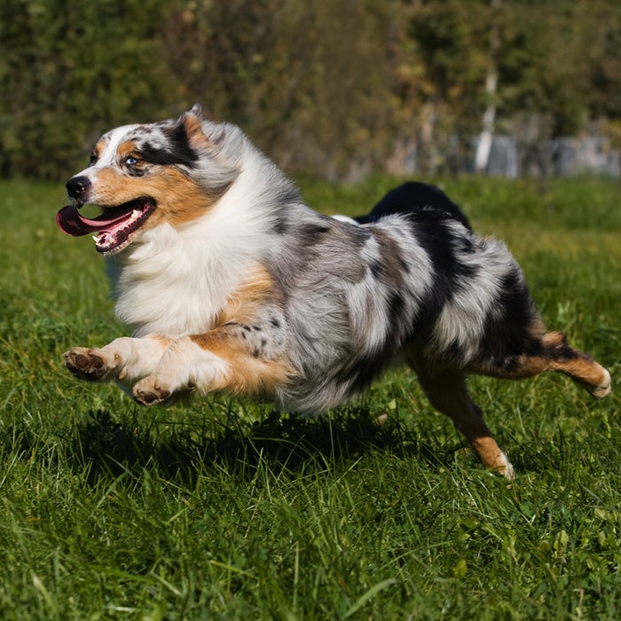 Australian Shepherd