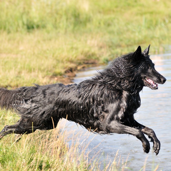 Best Running Dogs: 20 Breeds for Serious Athletes - Outside Online