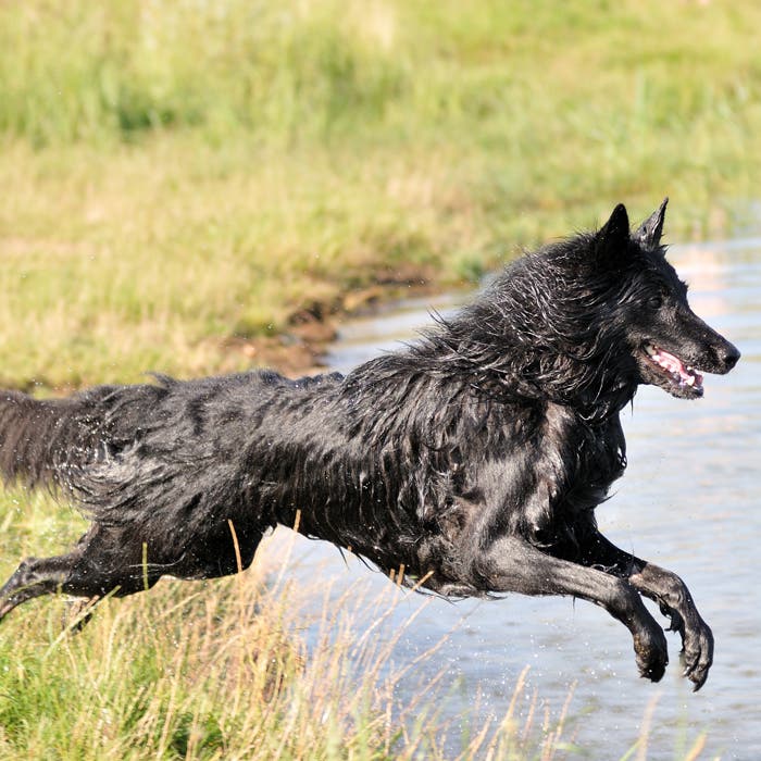 Belgian Shepherd