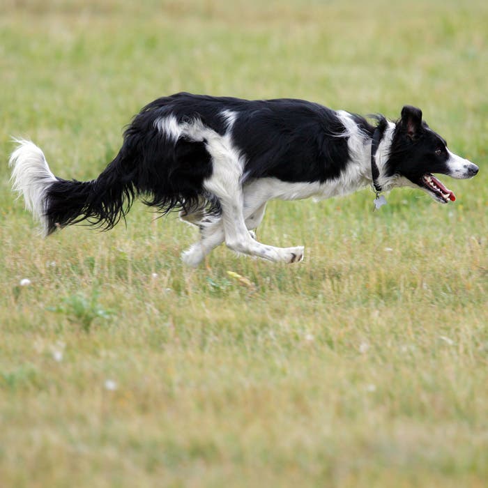 border collie