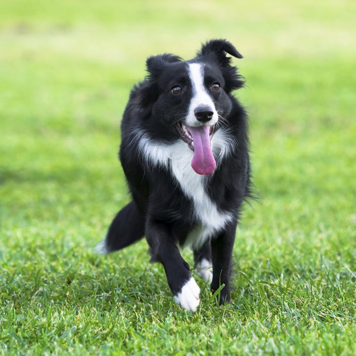 Do border collies have best sale webbed feet