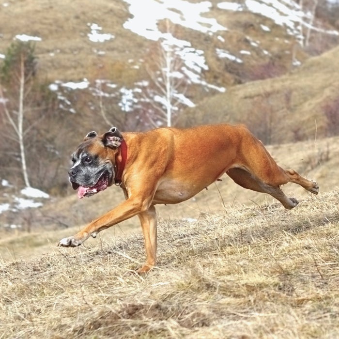 Boxer dog