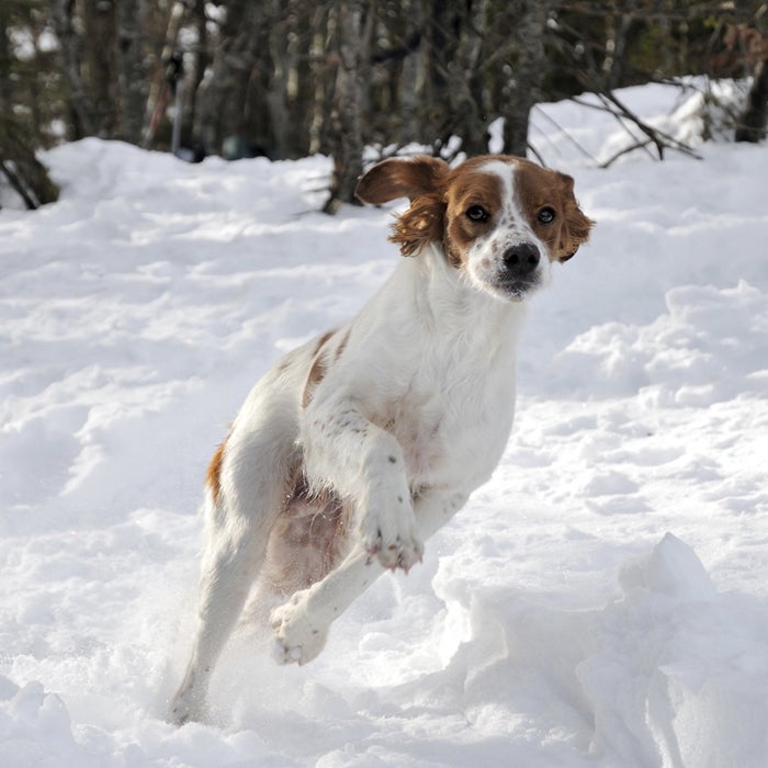 Brittany Spaniel dog