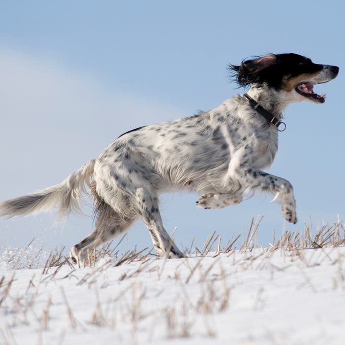 English Setter