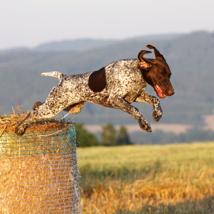 German Shorthaired Pointer