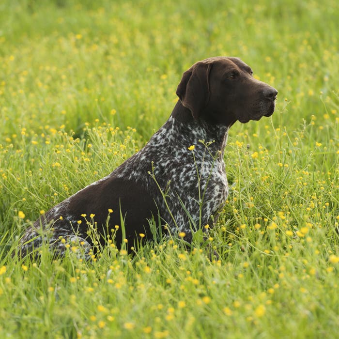 german shorthaired pointer 