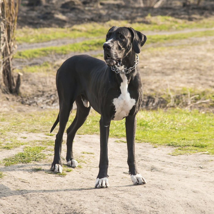 Dogs that hot sale tolerate hot weather