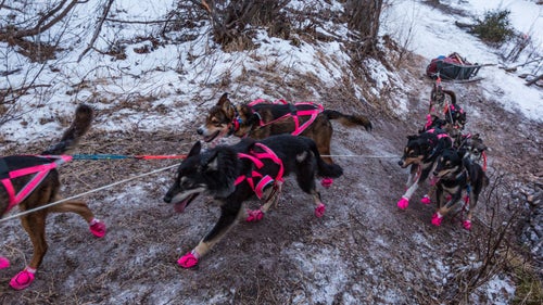 2014 iditarod dalzell dalzell gorge iditarod iditarod 2014 rohn