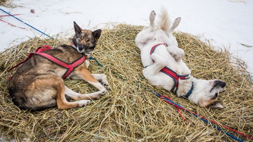 2014 iditarod iditarod iditarod 2014 nikolai