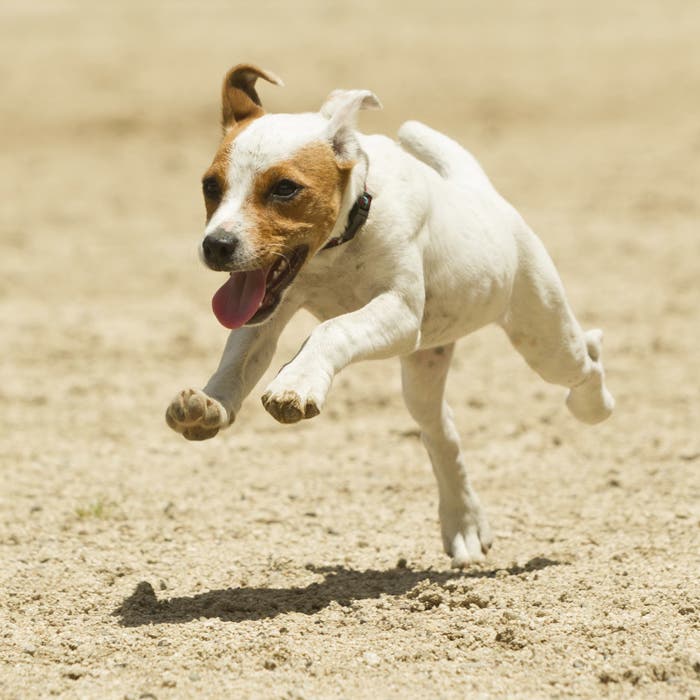 Jack Russell terriers