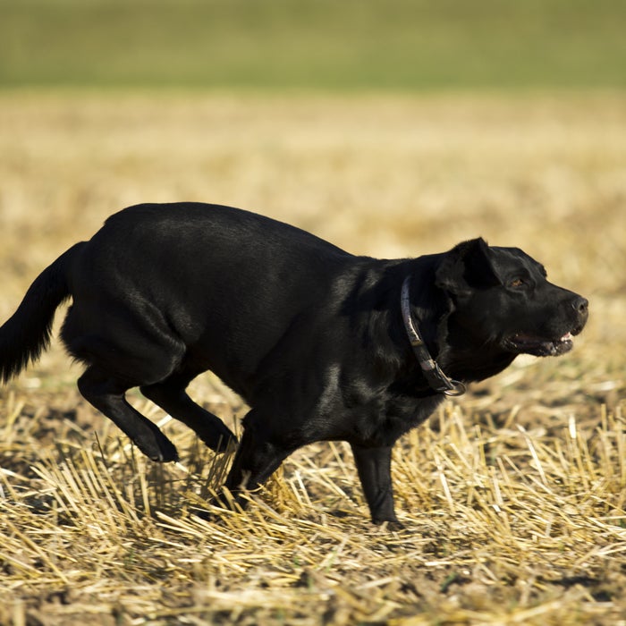 Labrador Retriever hot weather dogs