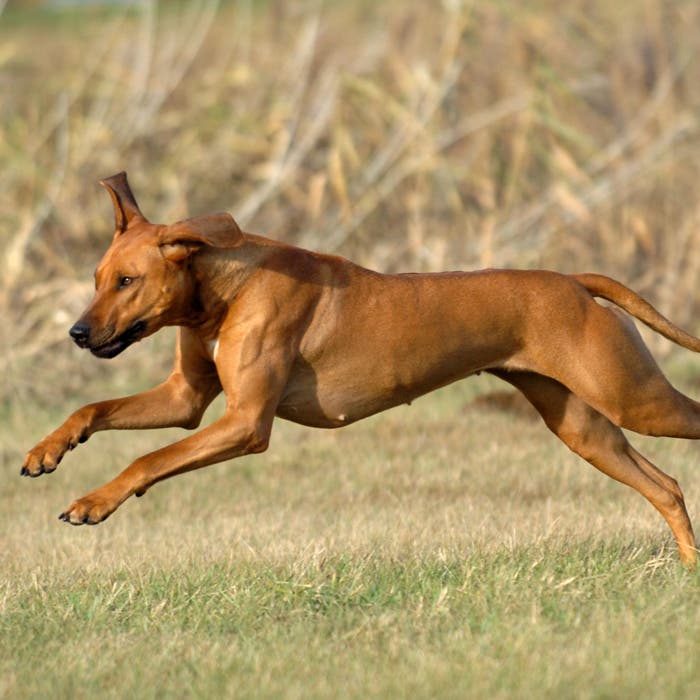 Rhodesian ridgeback