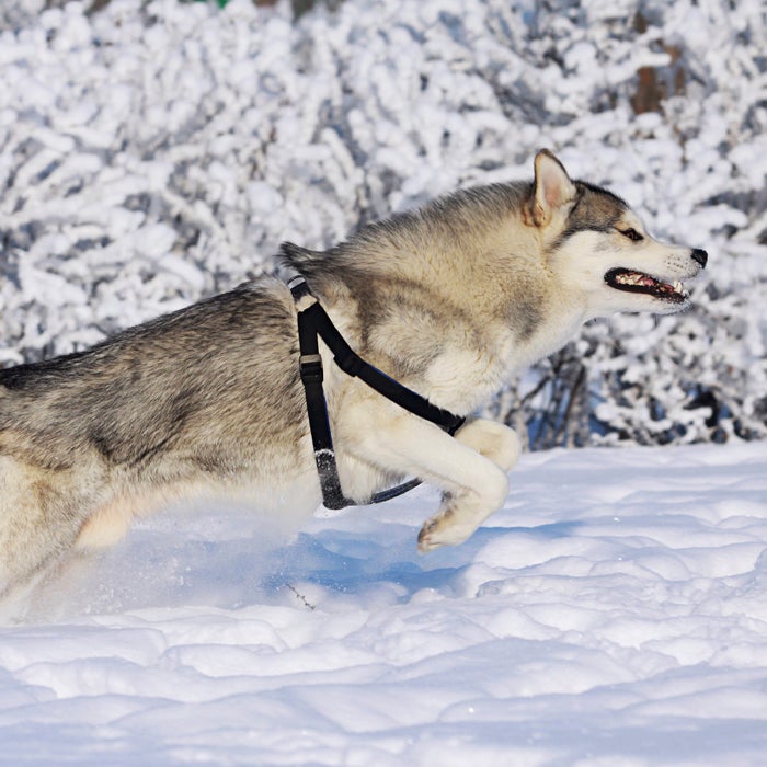 Siberian Husky