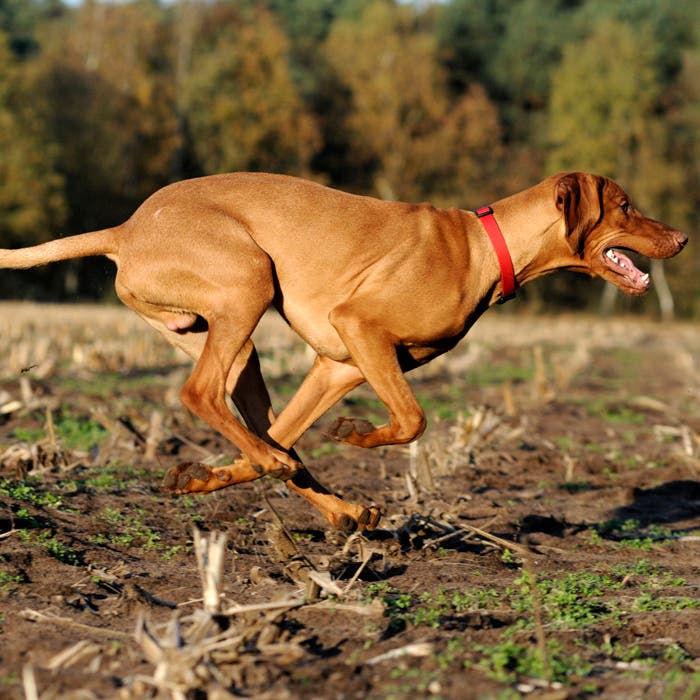 Vizsla
