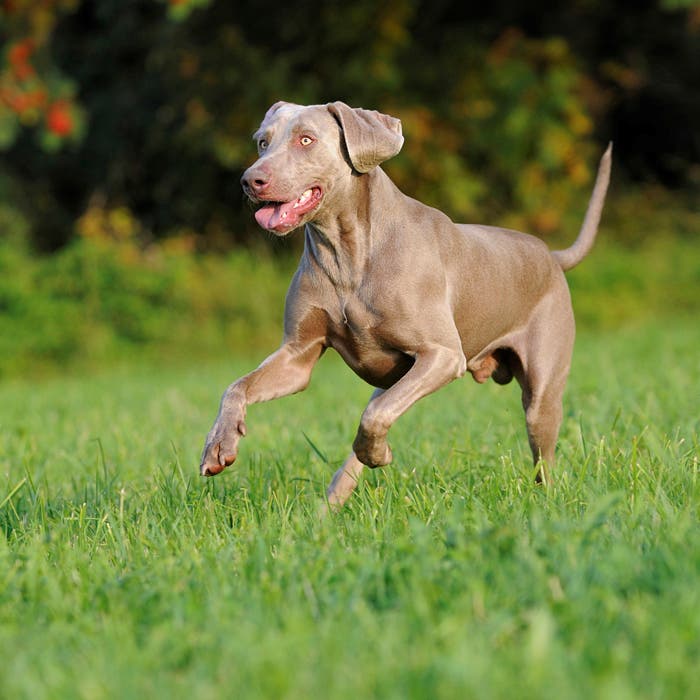 Weimaraner