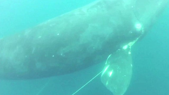 right whale freed colaprete virginia beach diver fishing