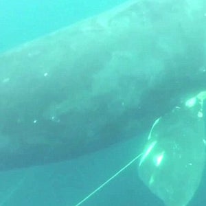 right whale freed colaprete virginia beach diver fishing