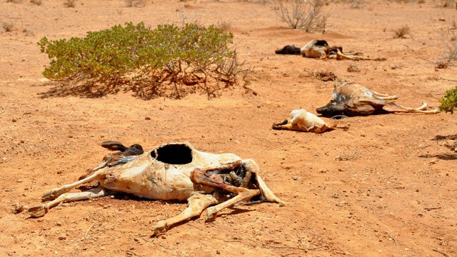 Victims of the 2011 drought