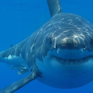 Humboldt Shark Attack Outside Online News