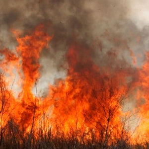A mega-fire is expected to form if two large wildfires merge in New South Wales this week.