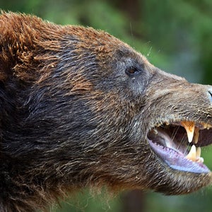 Man survived bear attack, allegedly ate rescuer dog to ward off starvation